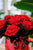 Be My Valentine - Ecuadorian Roses